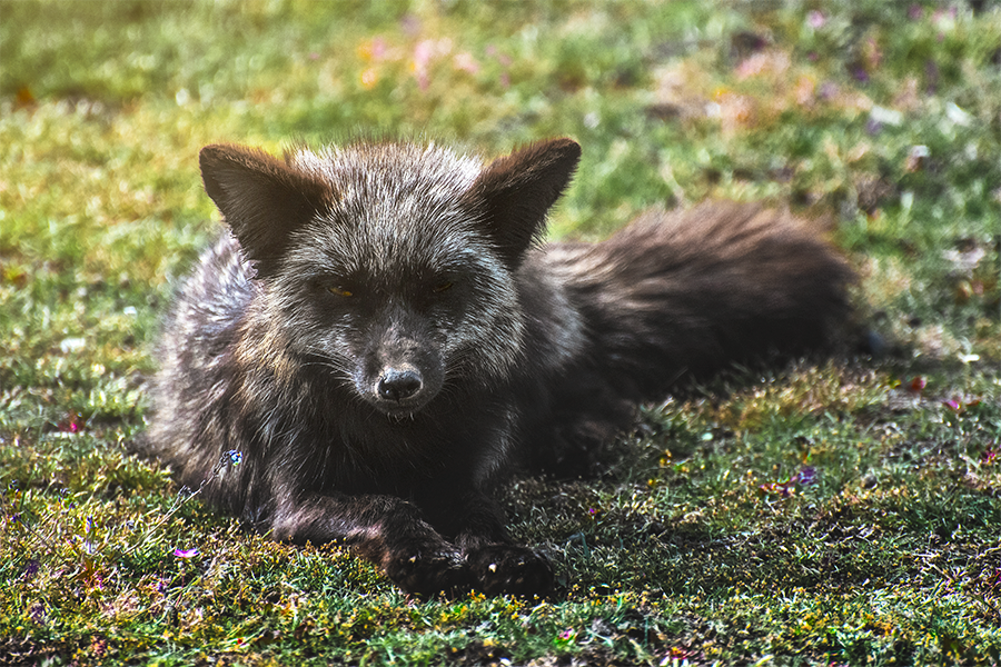 crimsonclad-black-fox6.png