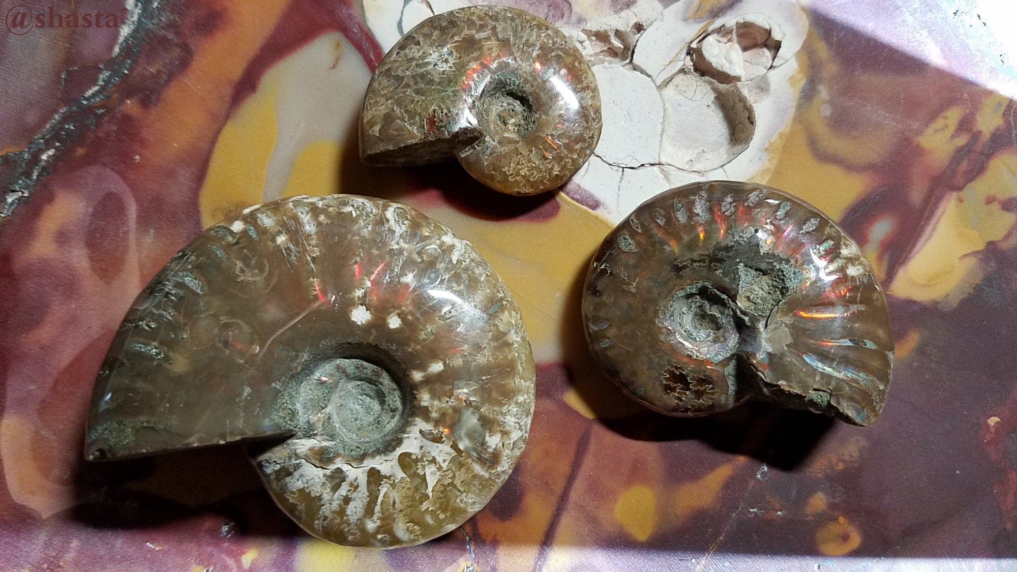 shasta2019jan4th47ammonitefossils1io.jpg