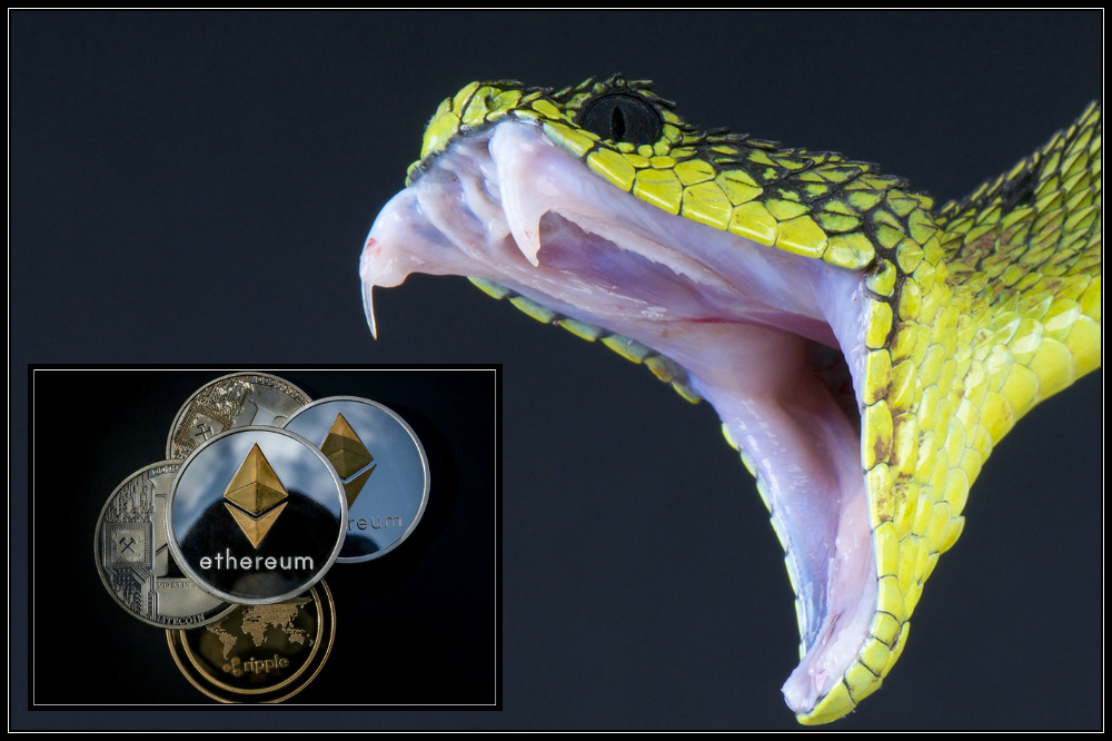 Eth Viper.jpg