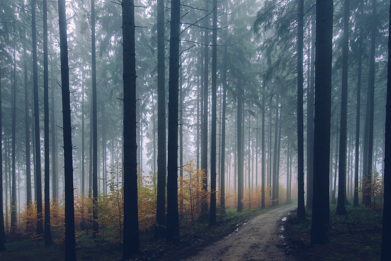forest-2179318_1280.jpg