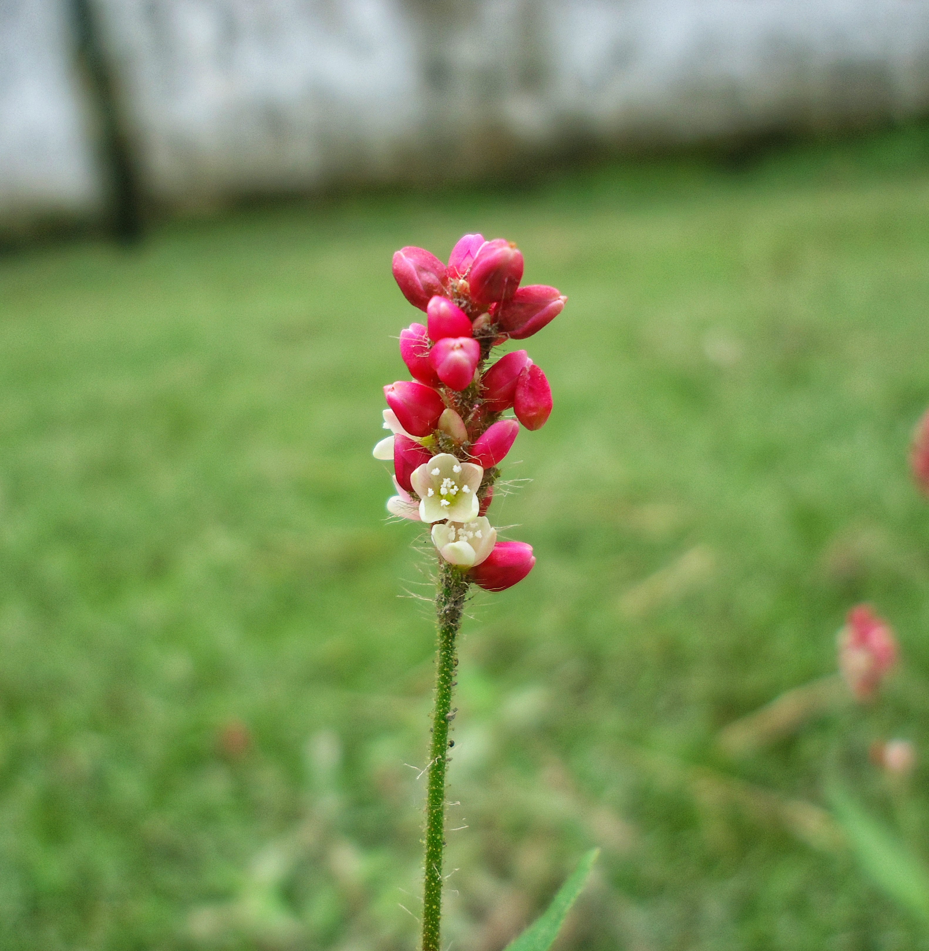 DSC01187-01.jpeg