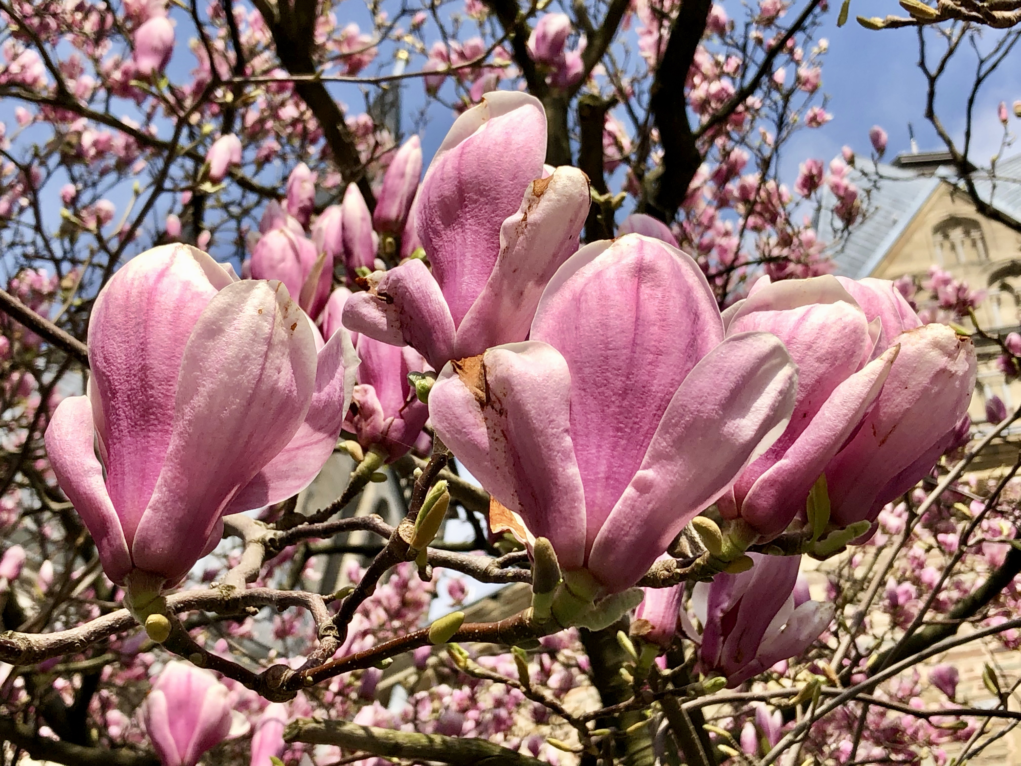 blossom tree 1.jpg