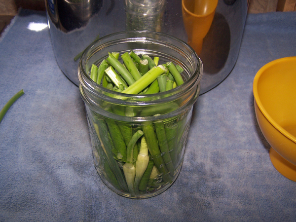 Garlic Scape Pickles - packed jar2 crop June 2018.jpg