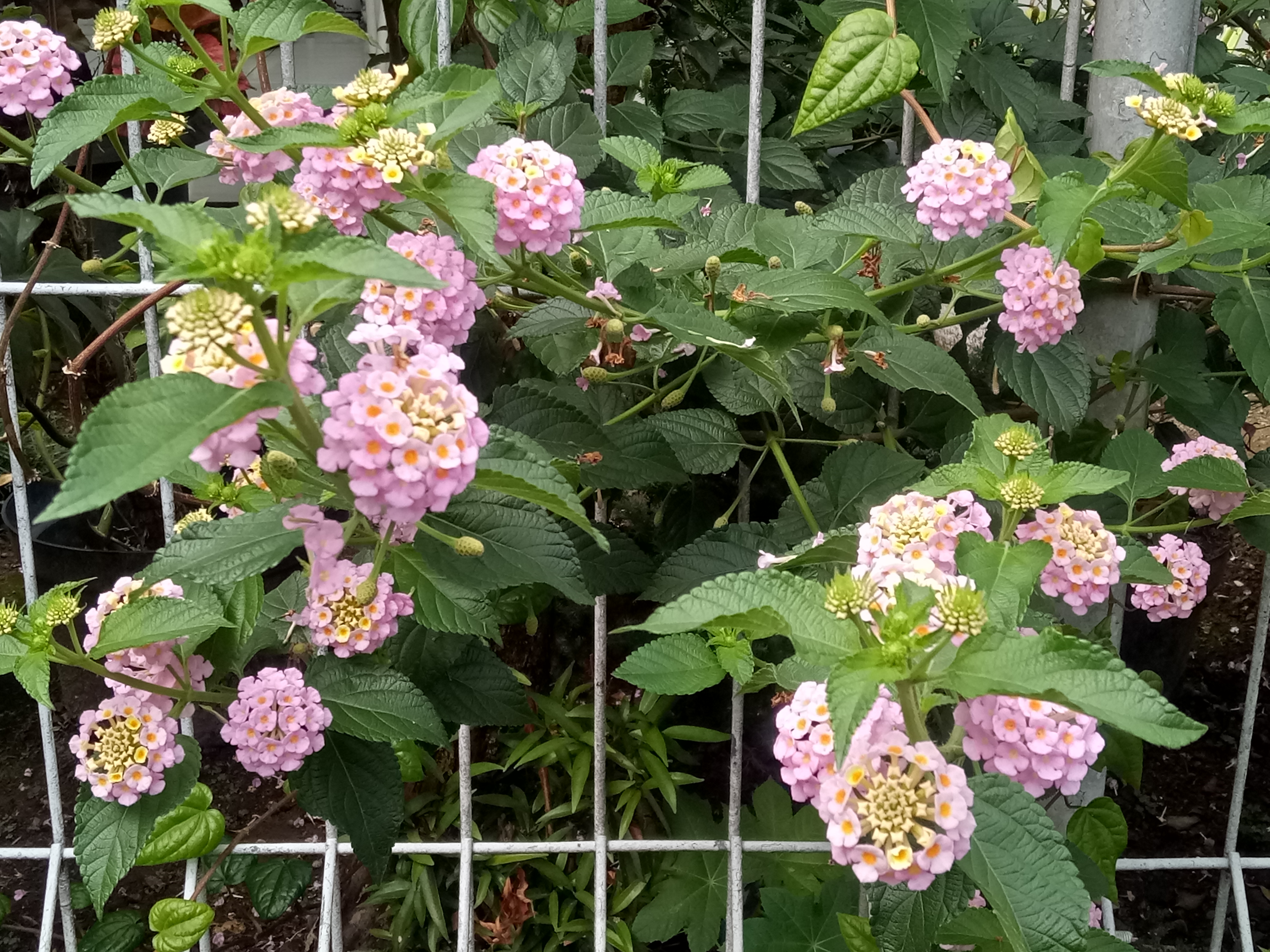 IMG20210915084140.jpg