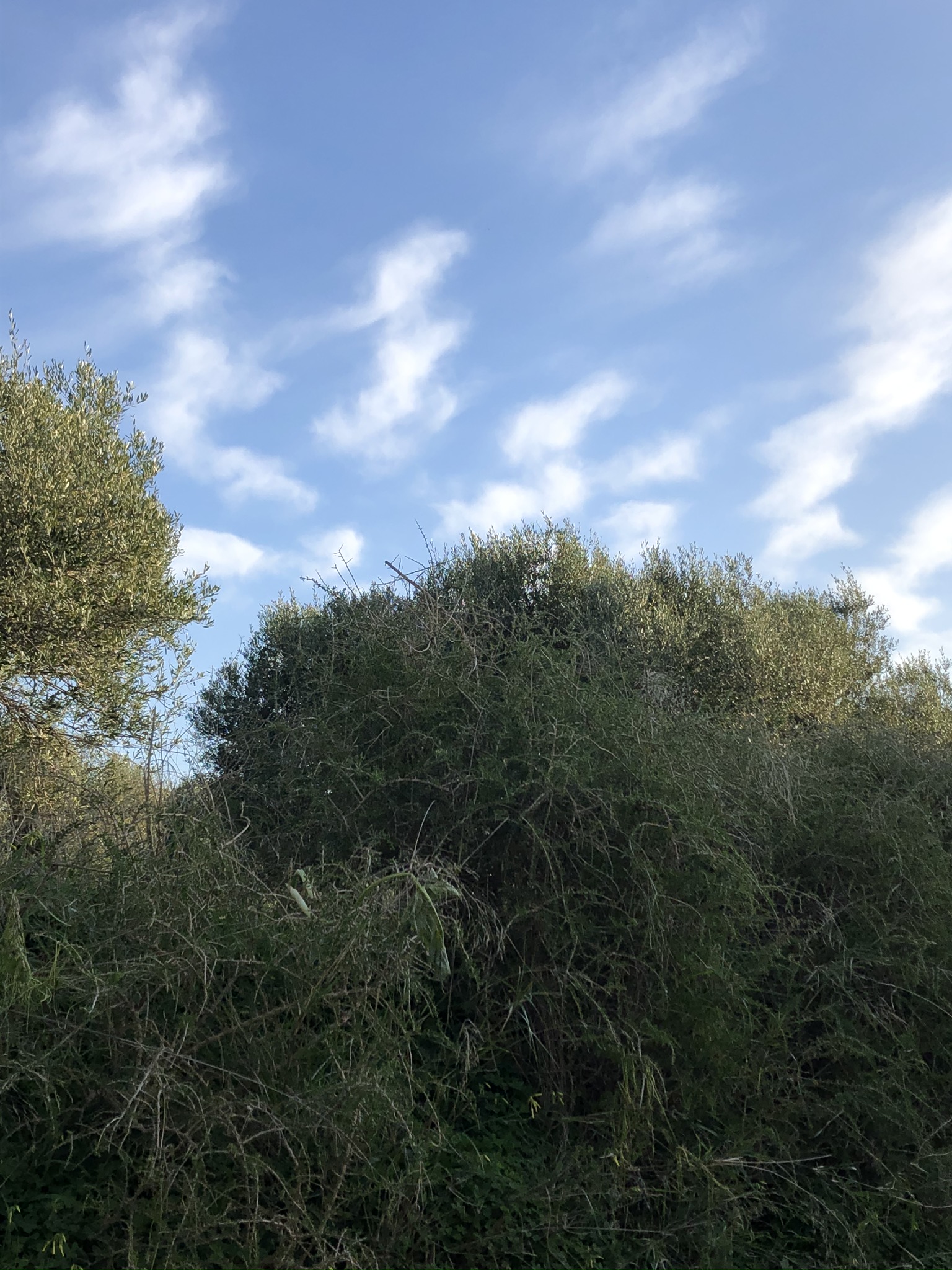 IMG_1481.jpeg