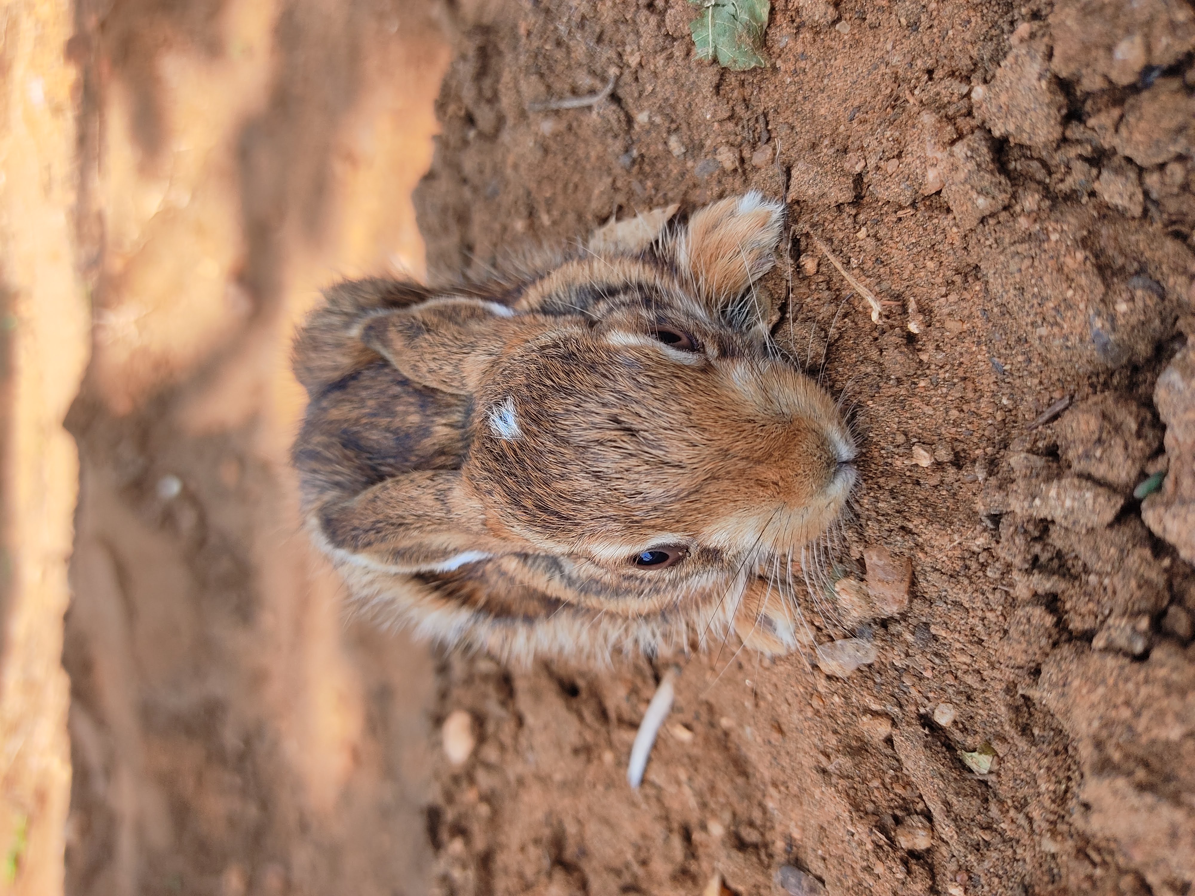 bunny w.jpg