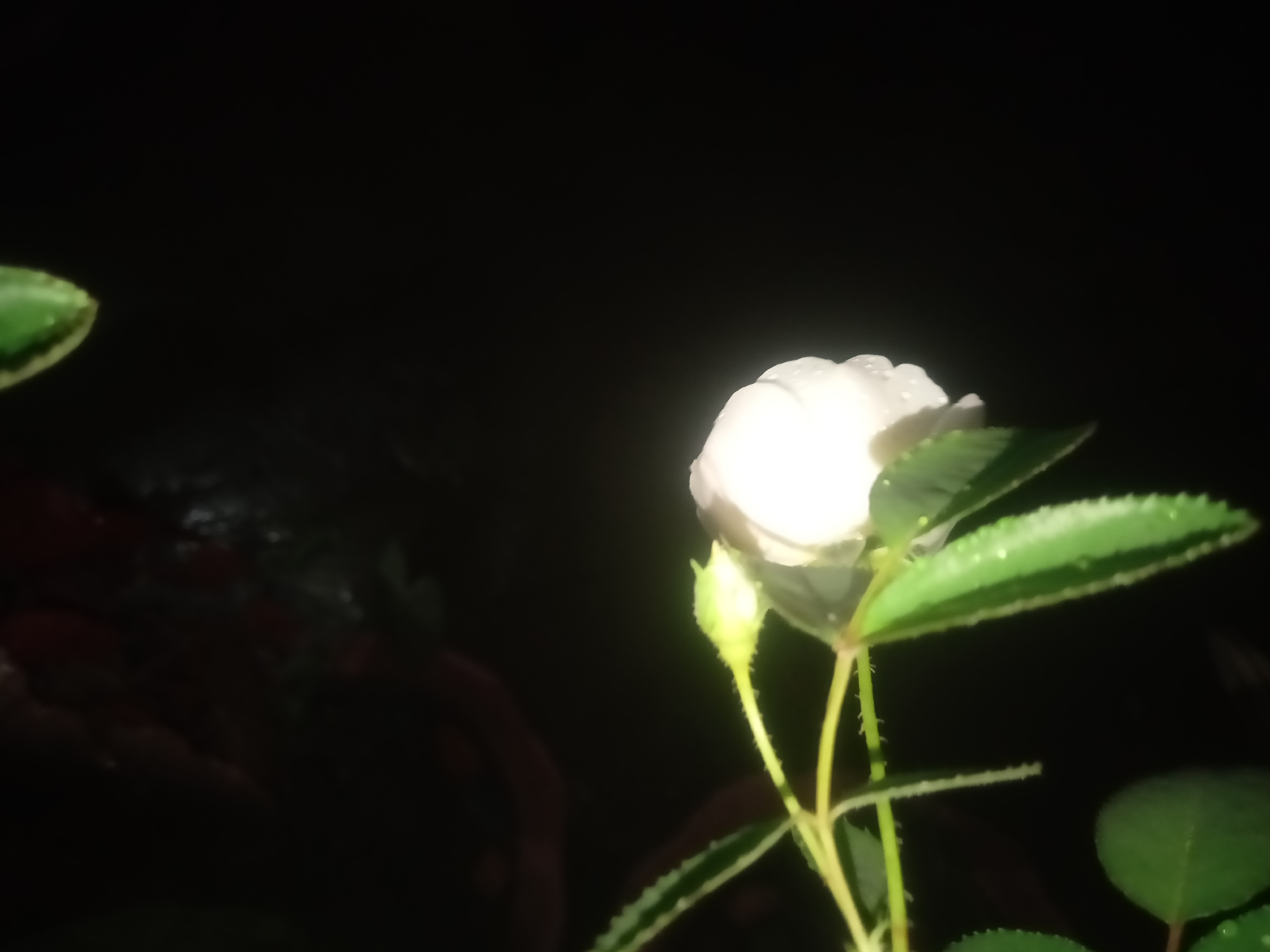 IMG20210626195631.jpg