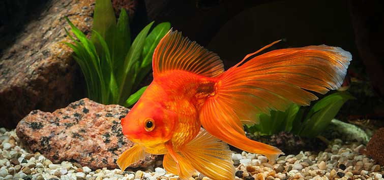 227_goldfish_myths_debunked.jpg