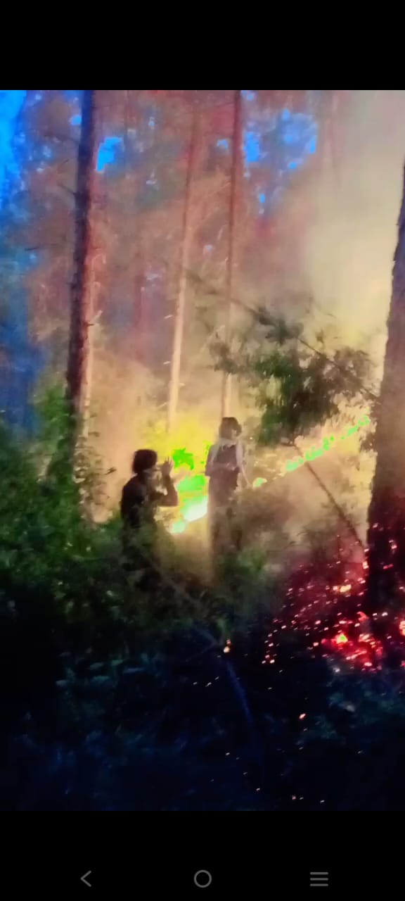 forest fire (5).jpg