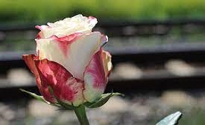 rose1.jpg
