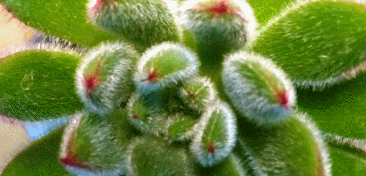 echeveria-pulvinata-2.gif
