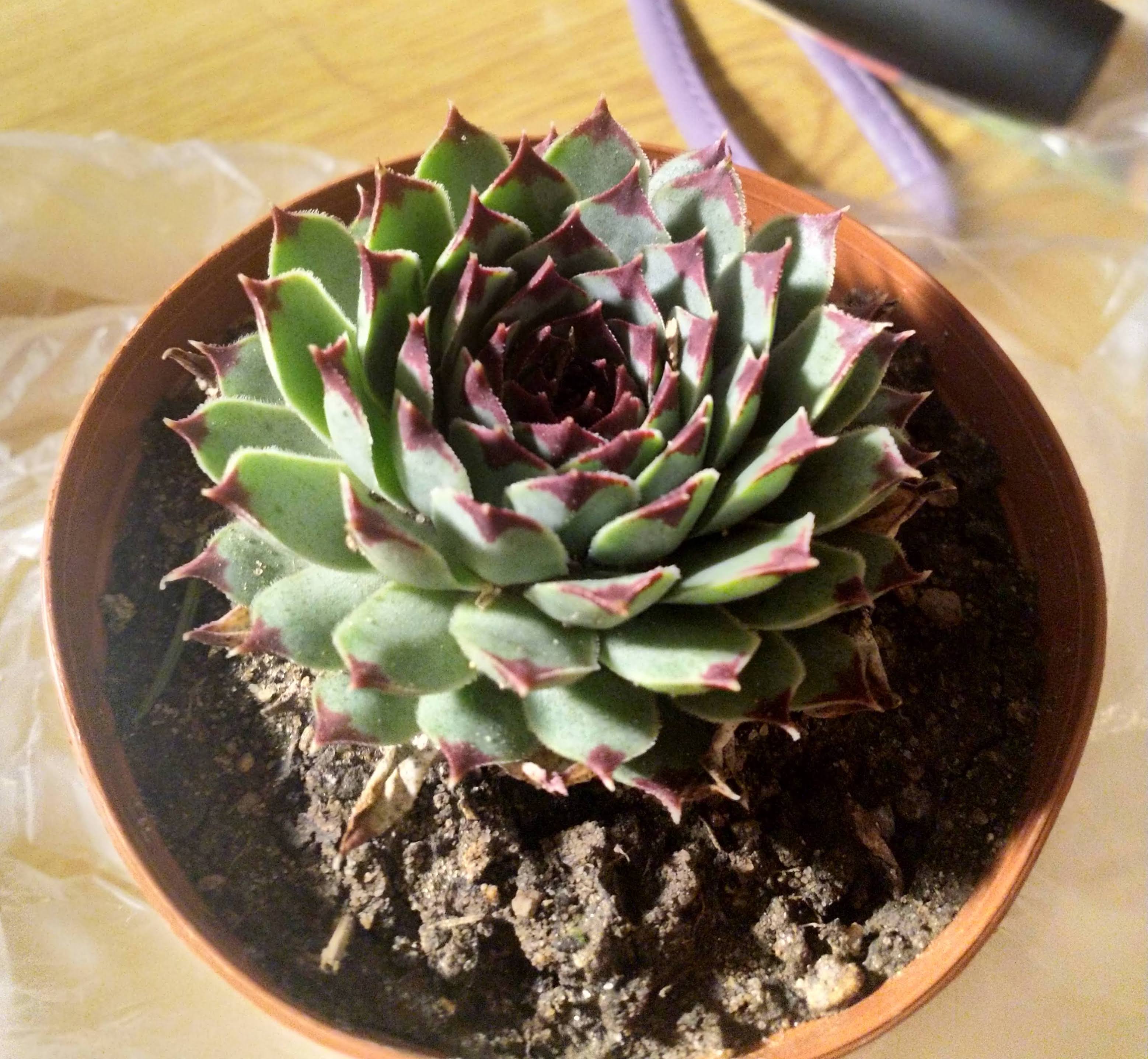 flower2.jpeg