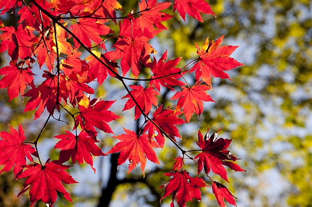 autumn-2789234_640.jpg