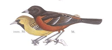 bird23.png