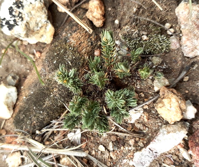 crassula lanceolata.jpg