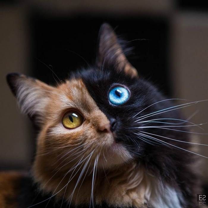 This ‘Chimera’ Kitten Is Probably The Cutest Accident That Ever Happened To Nature.jpeg