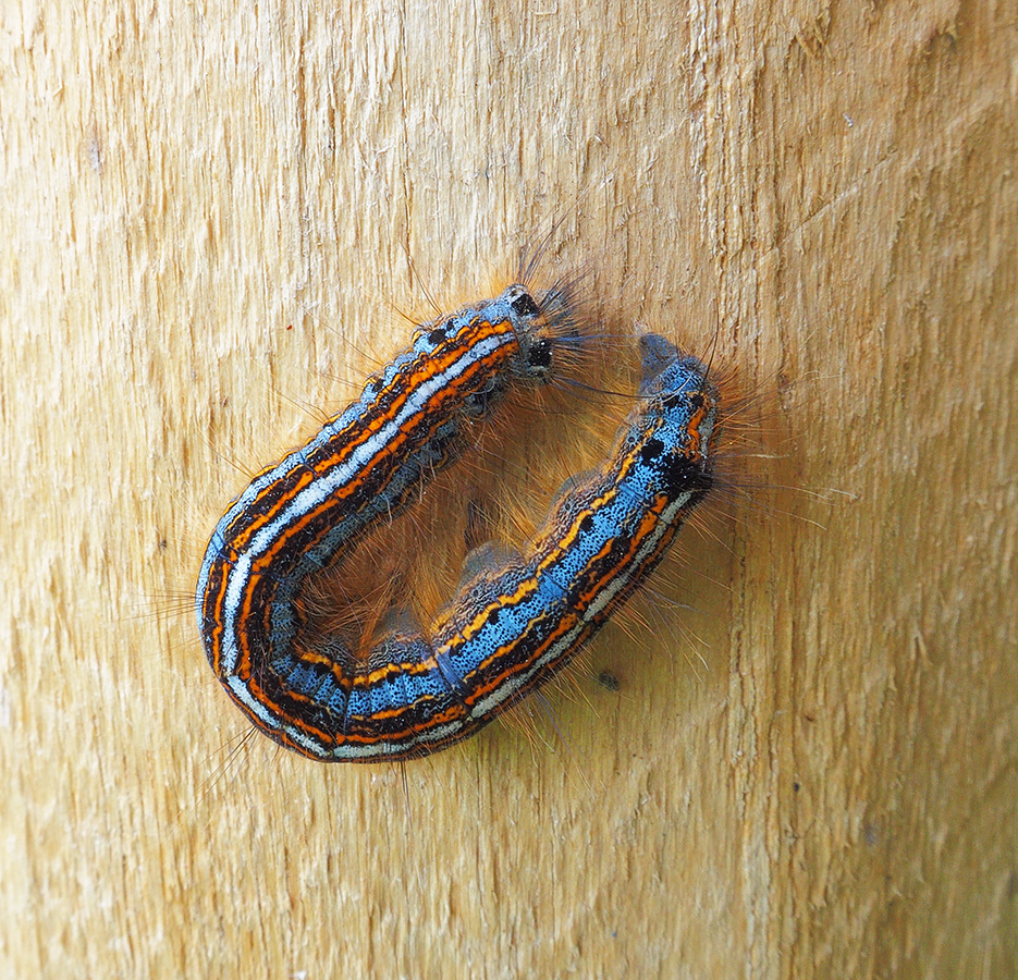 Ringelrups.jpg