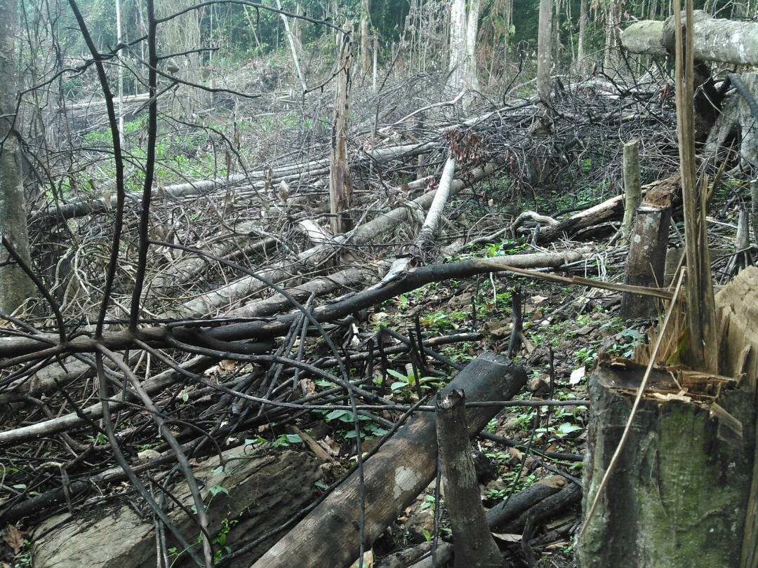 Deforestación-por-quema-en-Sierra-de-Aroa-Fuente-Delvis-Romero.jpeg