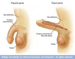 Benefits Of Olive Oil Massage On Pennis