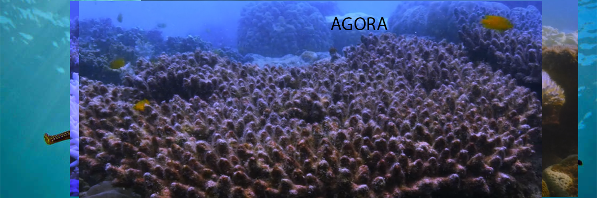 CORAL2AGORA.png