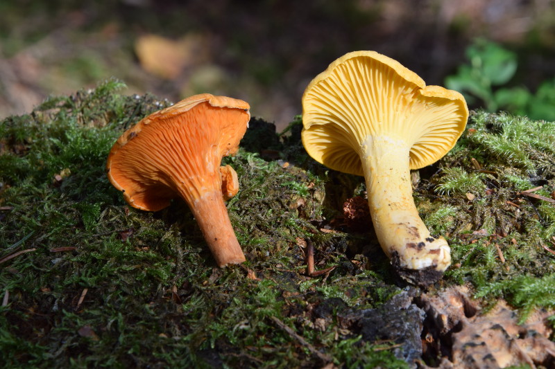 DSC_0160_800.JPG