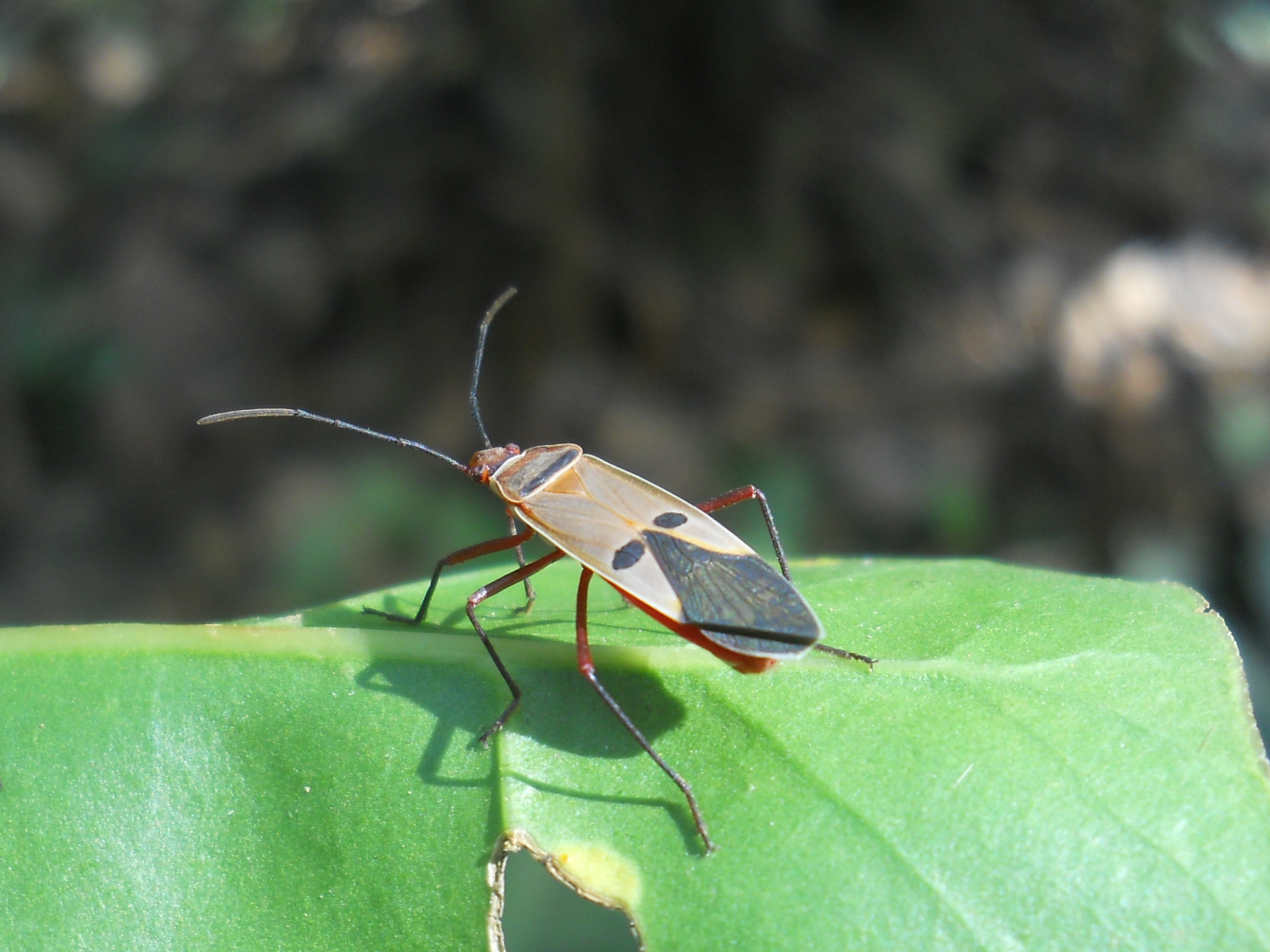 RSCN5290.JPG