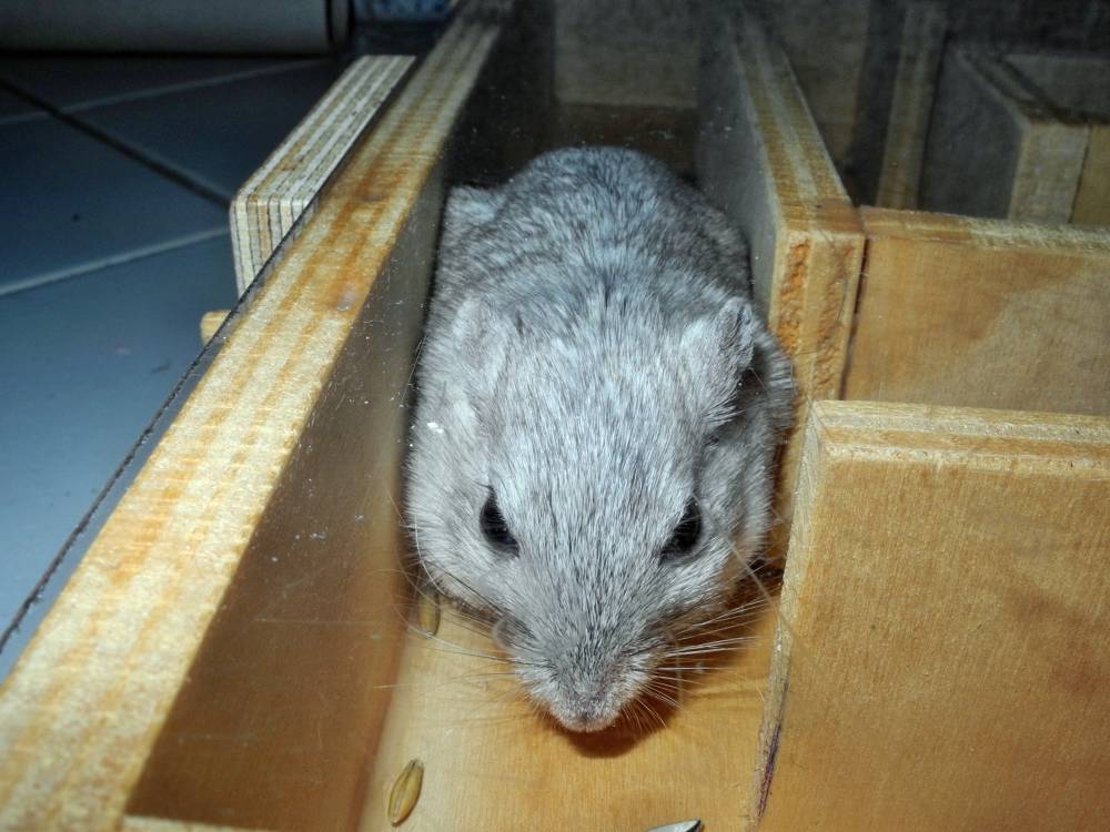 Rennmaus Bild des Tages