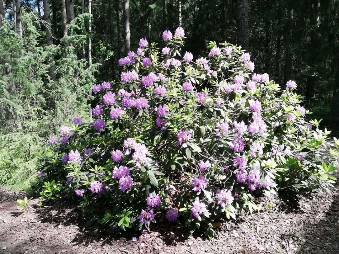 Finland in bloom