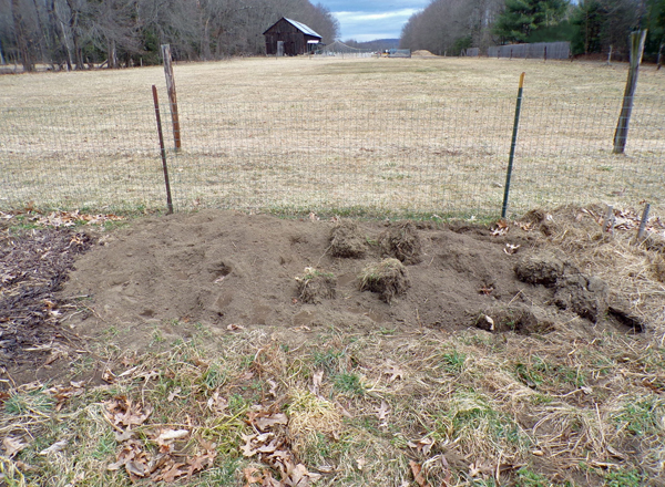Big garden - clearing on East side crop March 2020.jpg