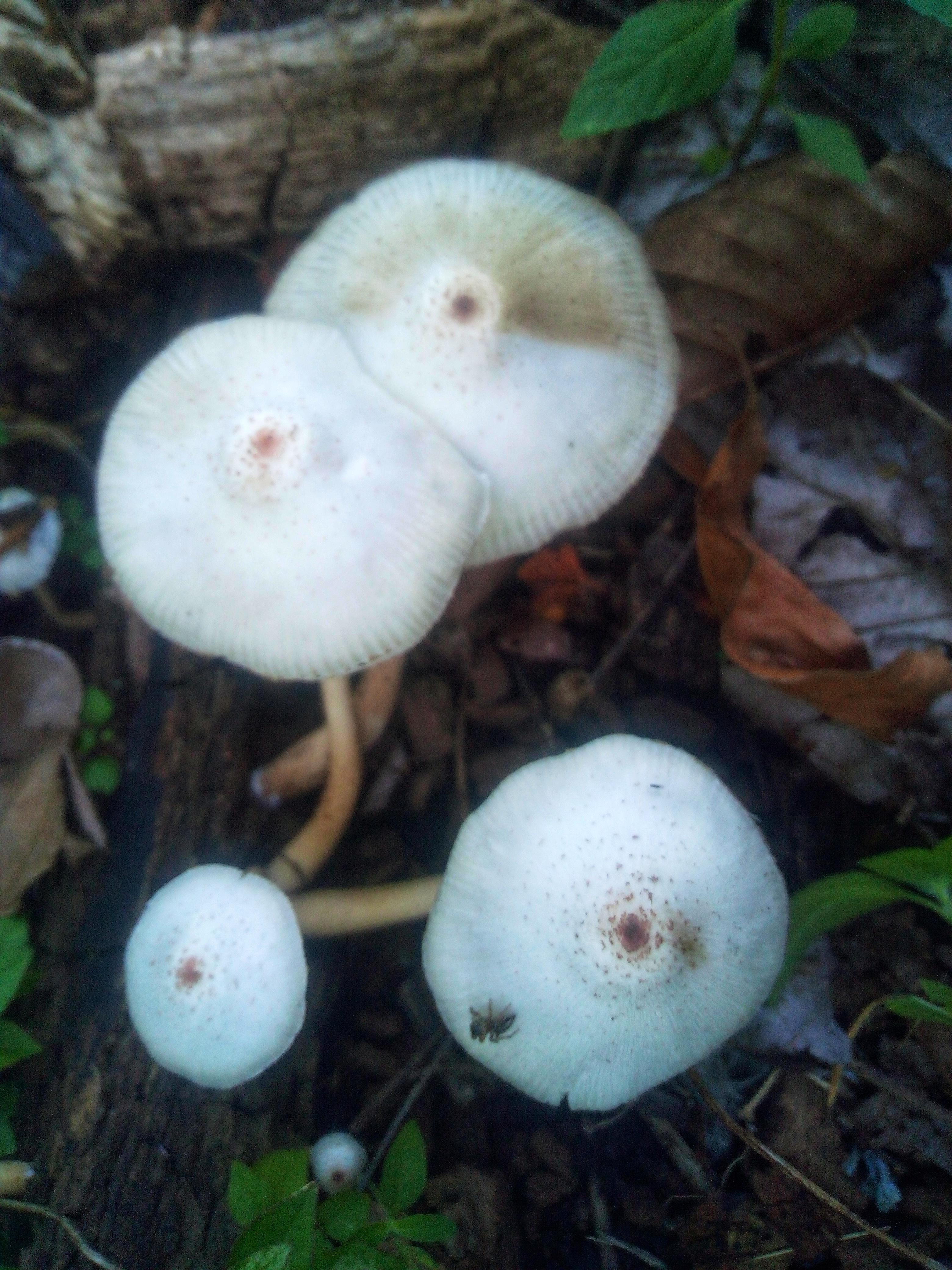 IMG_20220111_165932-01.jpeg