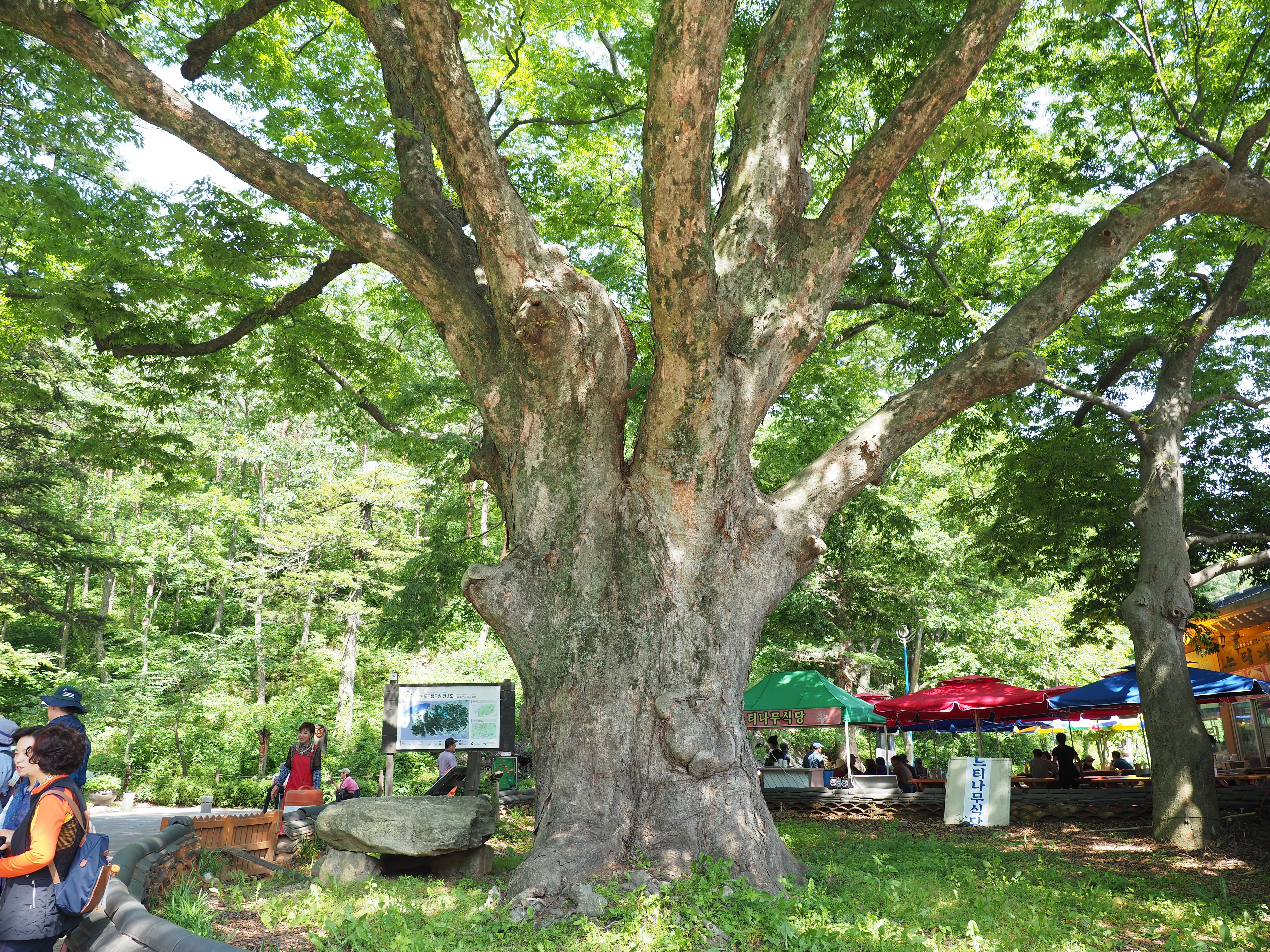(올드스톤의 느끼는 여행이야기) 변산 내소사 엿보기, 그 나무와 산들 그속에서 여인의 모습을 보다.