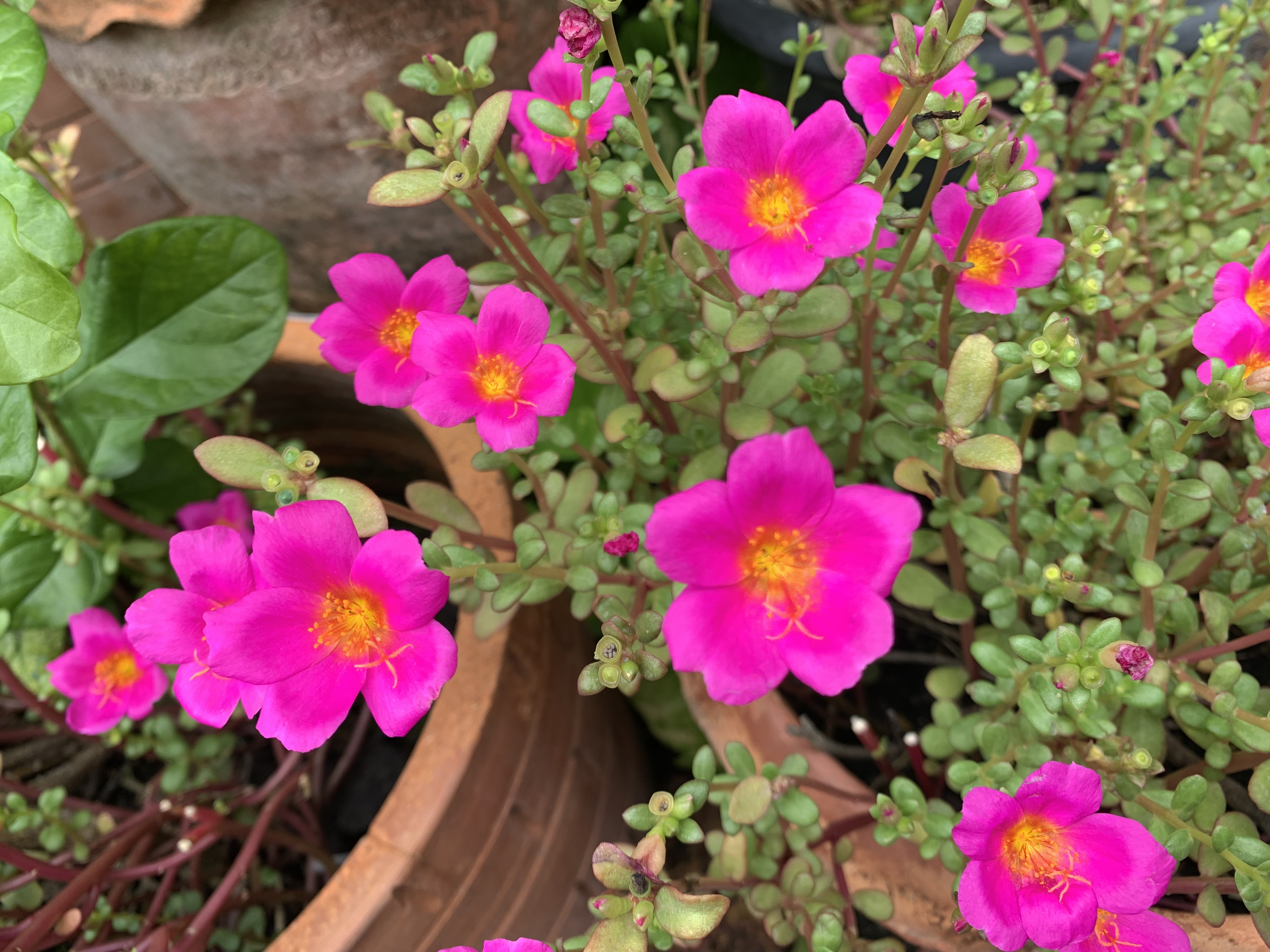 my little garden15.jpg