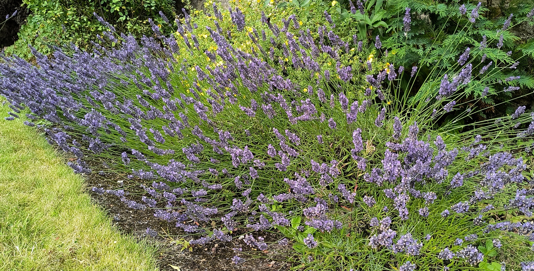 flower2.jpg