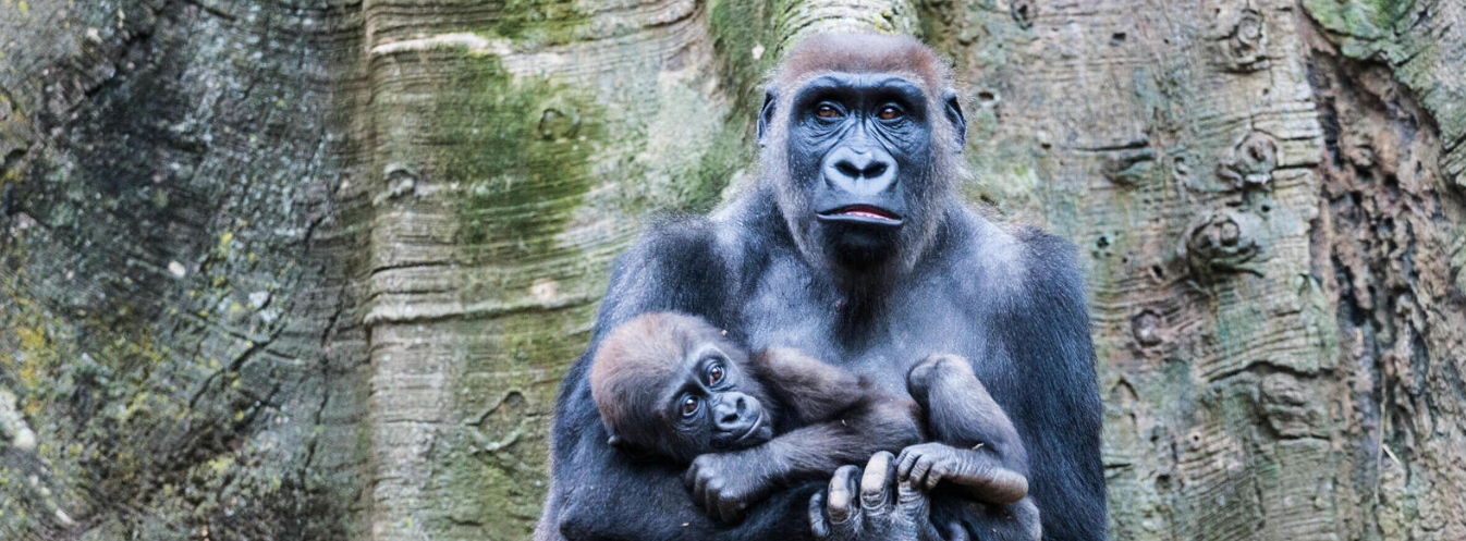 Cross River Gorilla.png