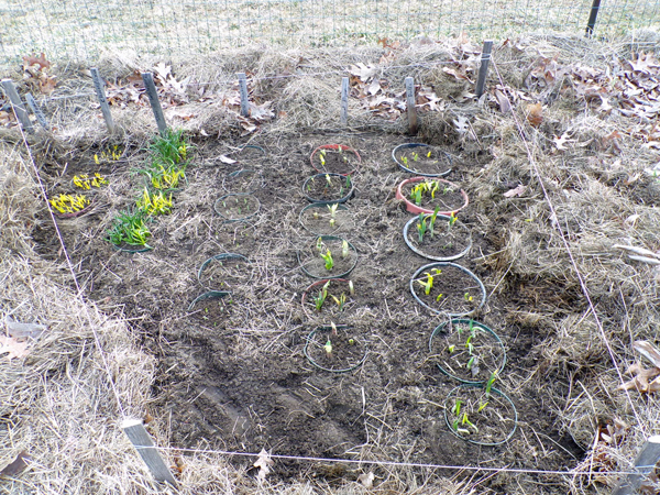 Big garden - bulbs up1 crop March 2020.jpg