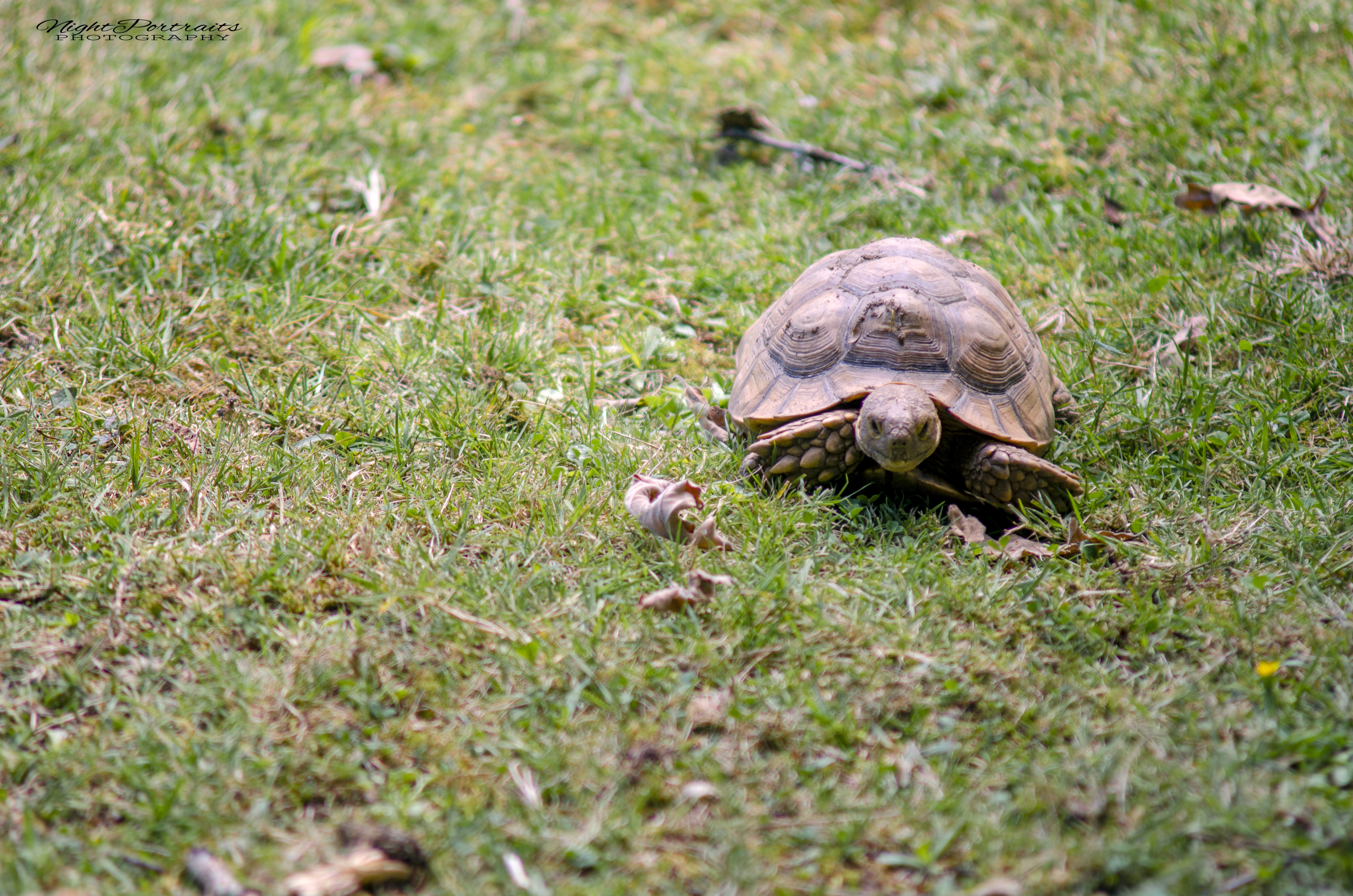 DSC_5241.jpg
