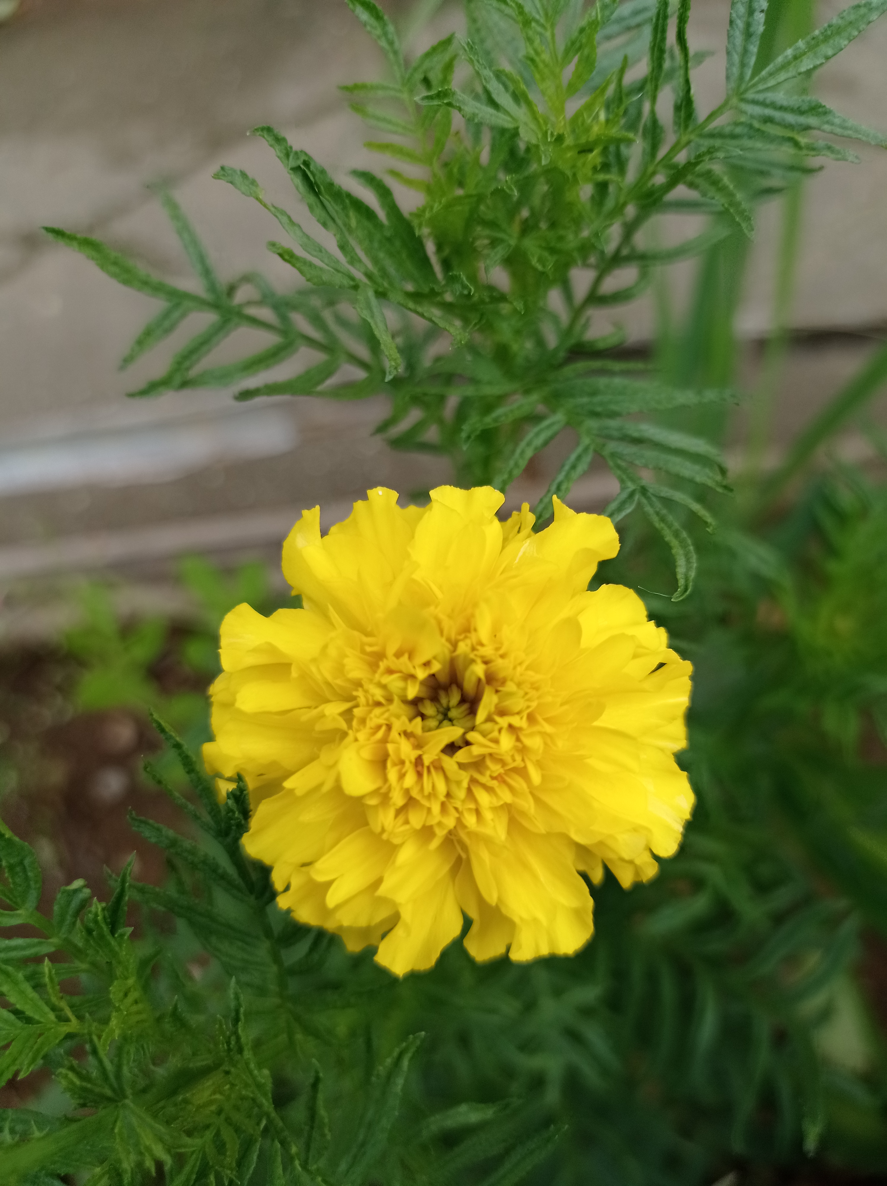Belleza Amarilla1.jpg