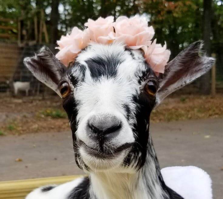 flower-goat.jpg
