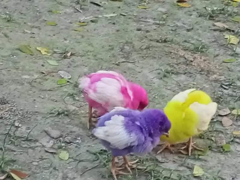received_464665251160377.jpeg