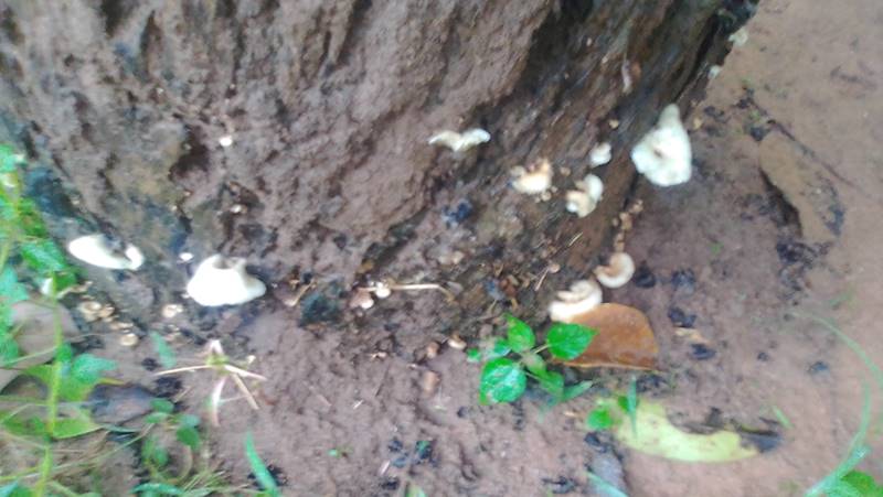 Mushroom Growing on a dead tree.jpg