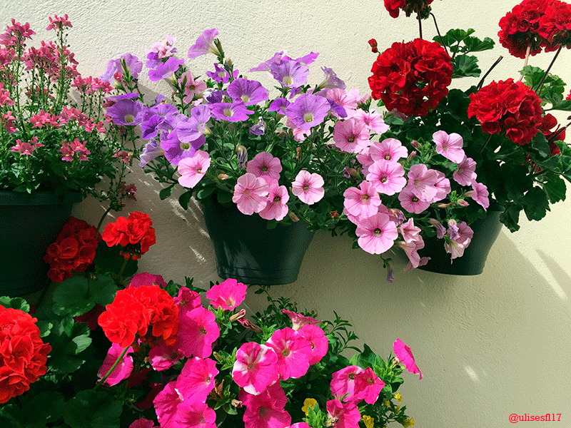 Paredes-ornamentales--3.png