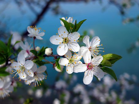 cherry-tree-3109879__340.jpg
