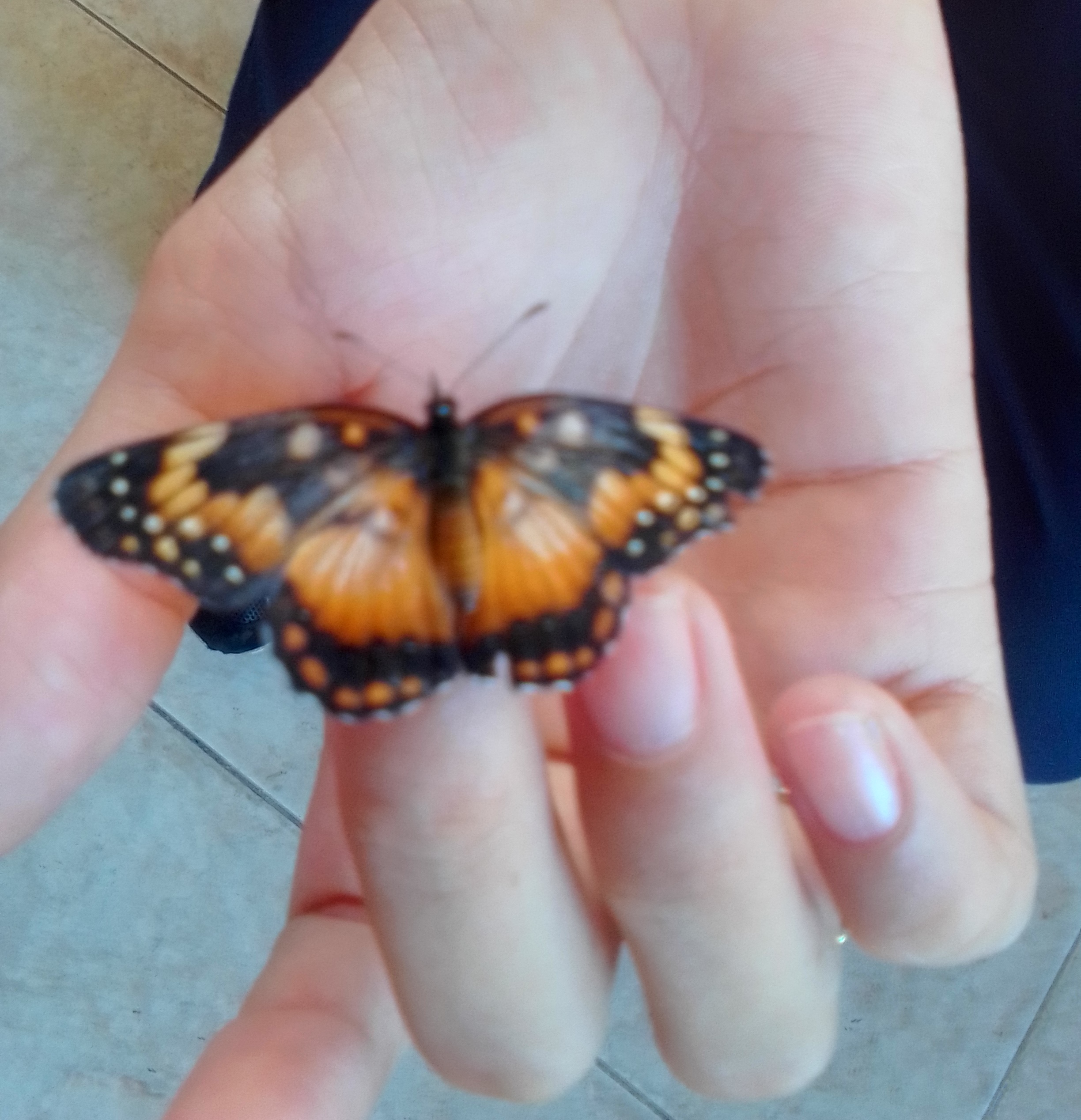 Mariposa_referencia.jpg