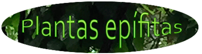 Título-epífitas.gif