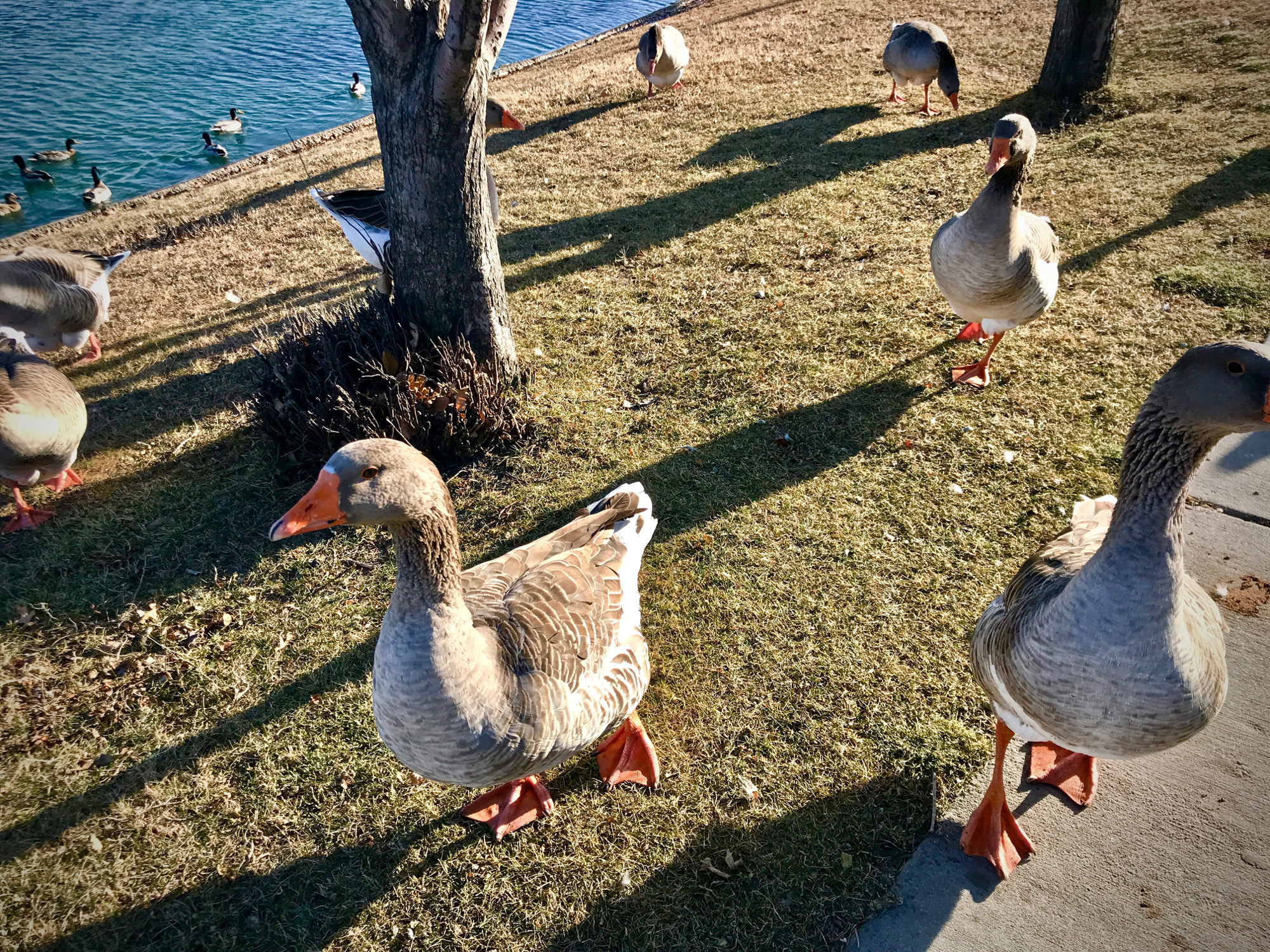 geese.jpg