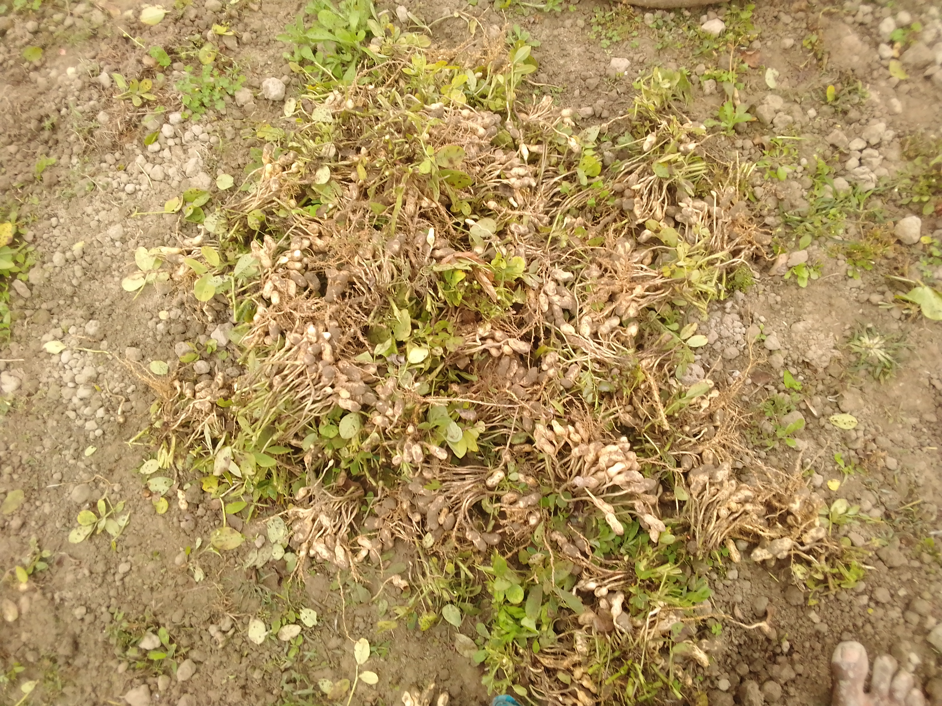 IMG_20210120_101925.jpg