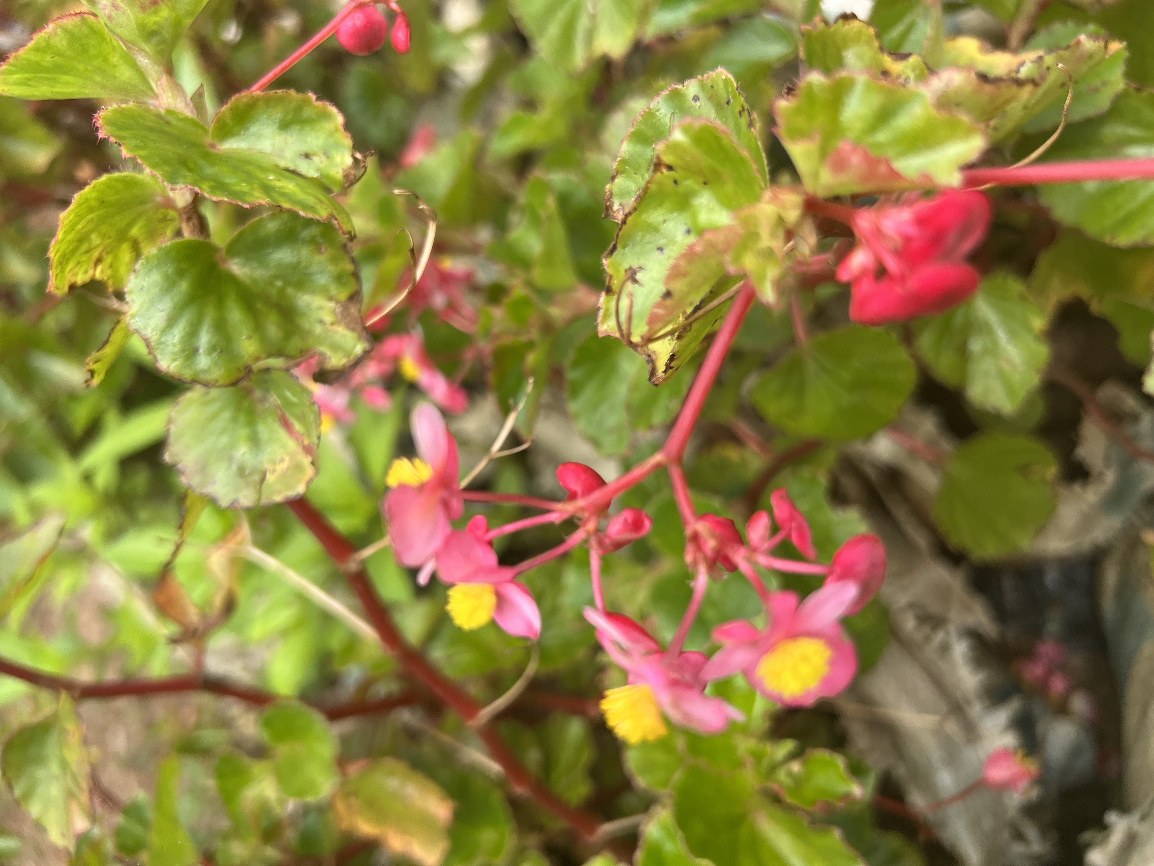 IMG_6744.jpeg