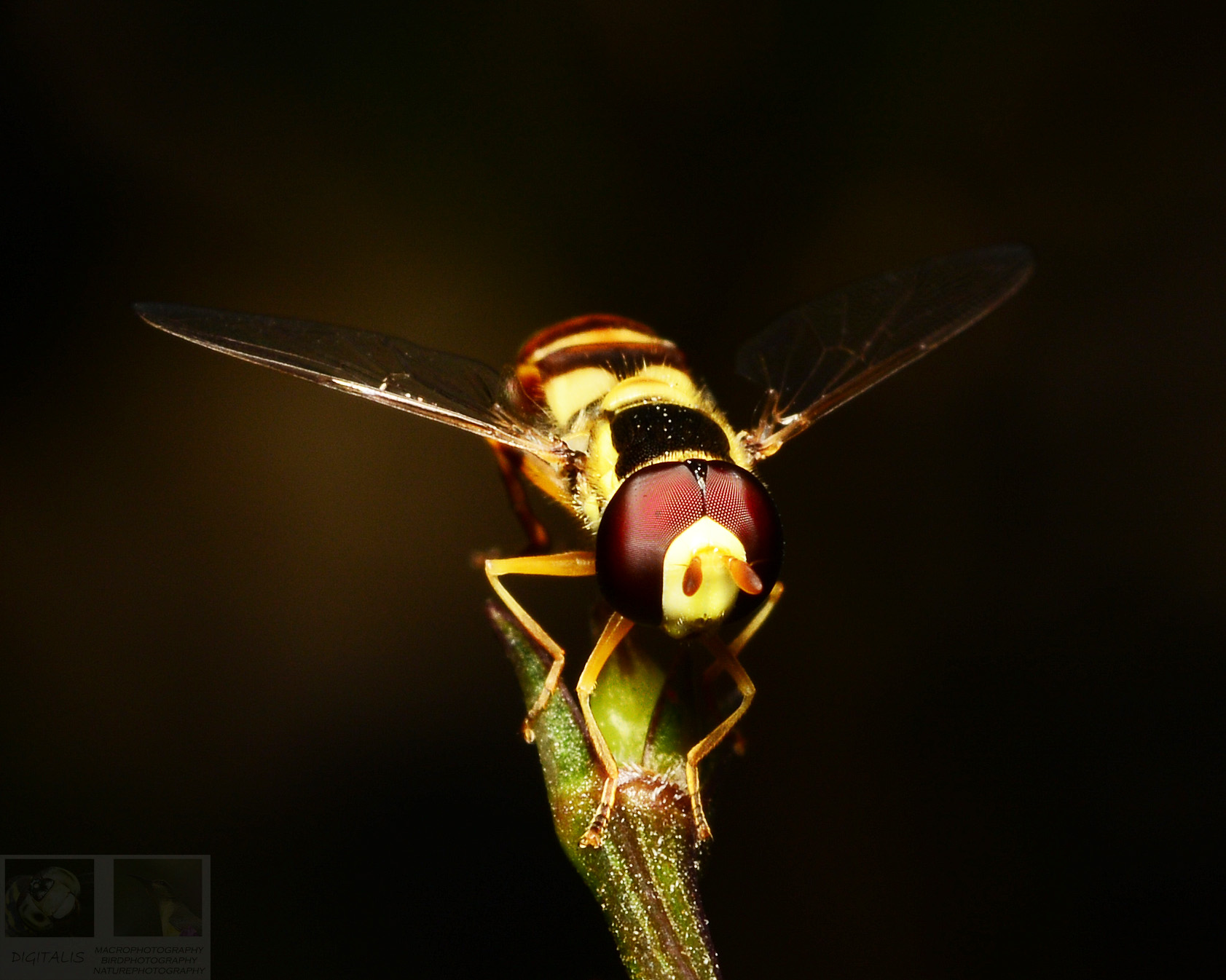 DSC_9998.jpg