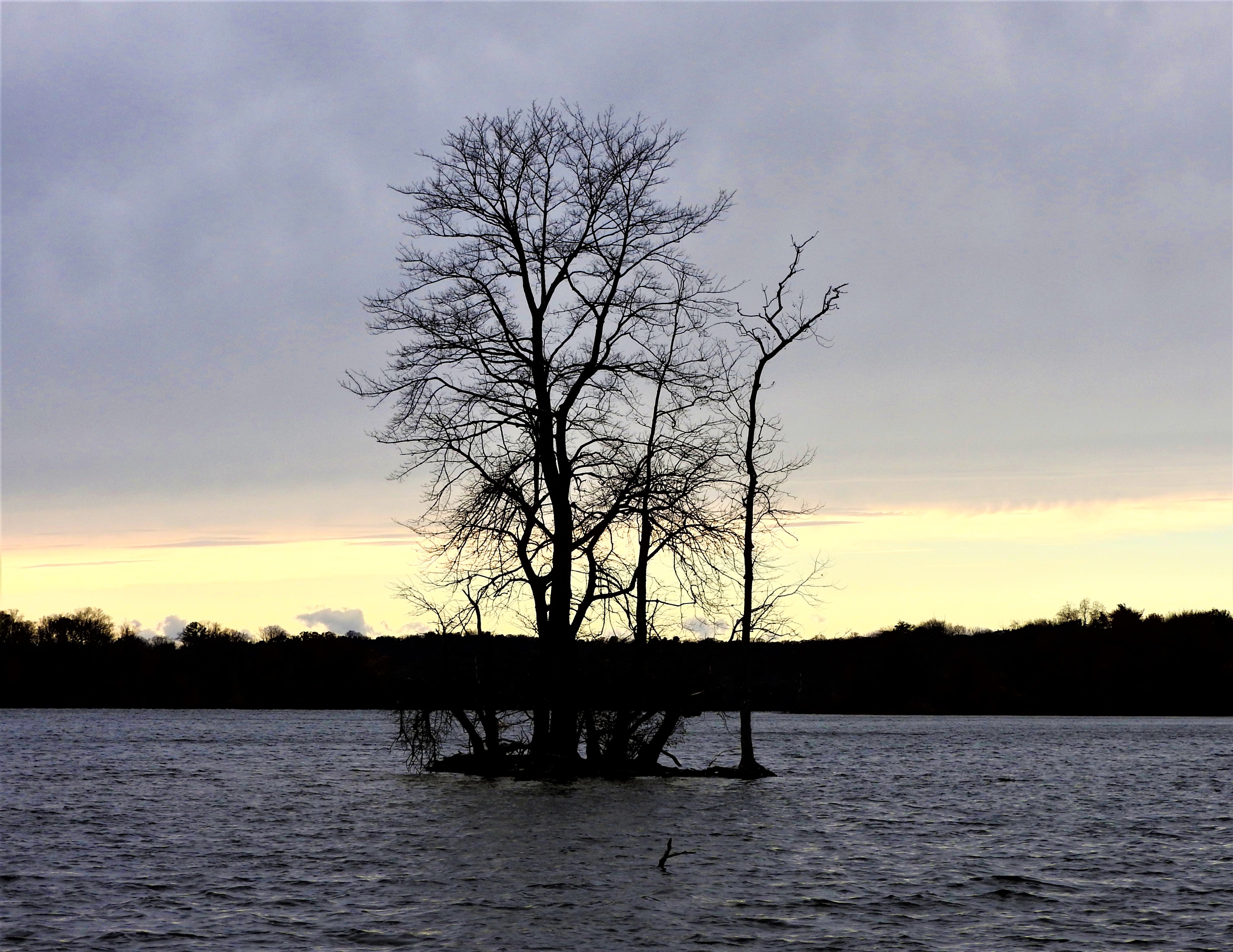 treetuesday11-19-19-2ok1.jpg