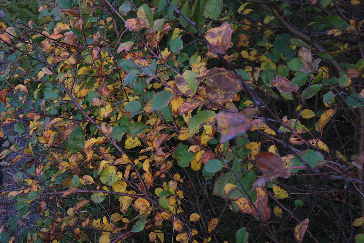 10200798.JPG